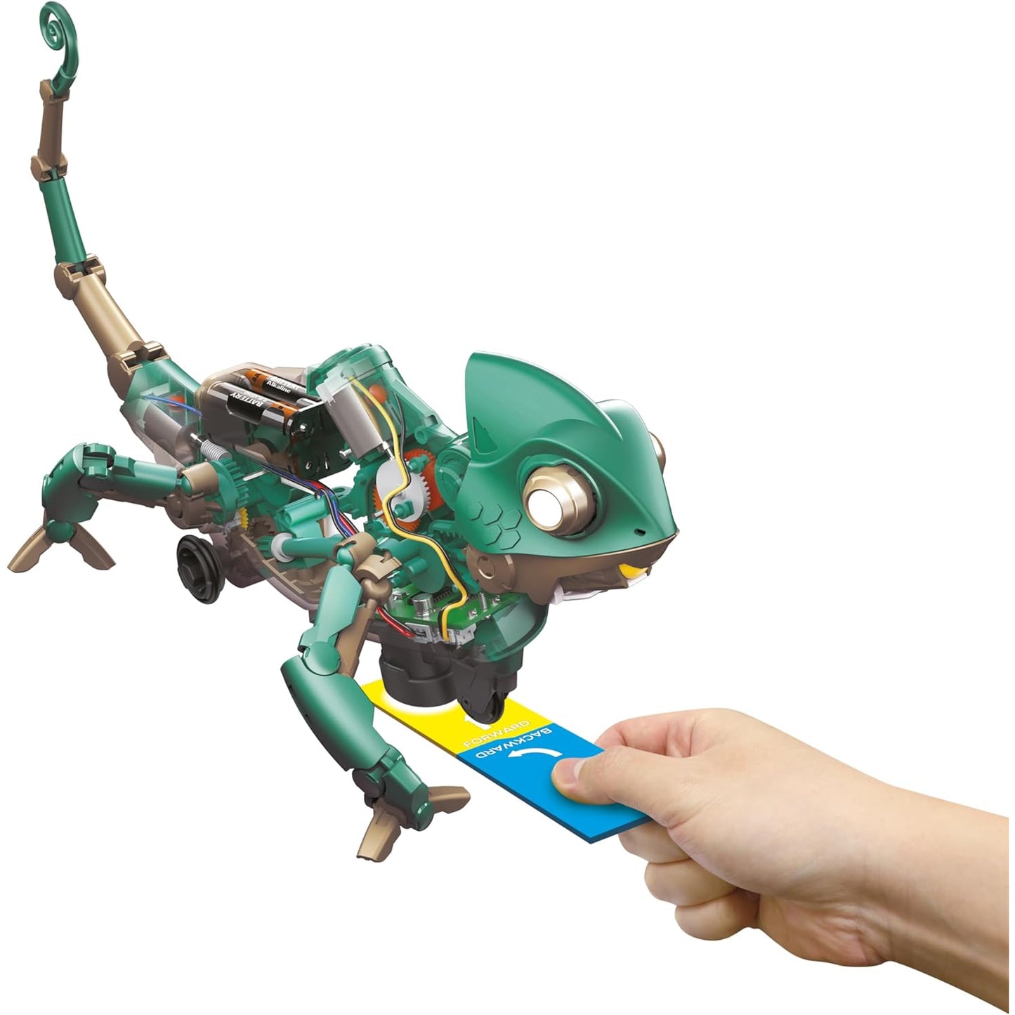 Codee the Chameleon
